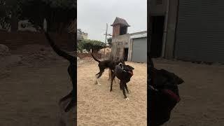 #Dogar’s playing time️#bully dog lover #pakistani bully#