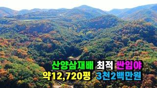 #안동토지매매 #안동임야매매, 경북 안동시 임동면 고천리 소액임야매매, 산약초 임산물재배 및 #산양삼재배 싼임야매매, 선산 자연인 주말힐링쉼터 두메산골 골막장임야 (안동-2483)