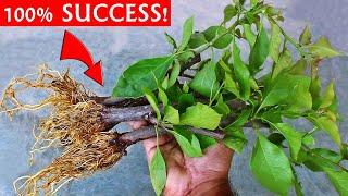 SUPER EASY Method To GROW Bougainvillea From Cuttings