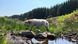 Larry The Lamb - The Journey Back Home