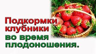 Обязательные подкормки клубники во время плодоношения.