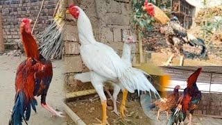 Aseel Roosters | Aseel Murga | Seval | Asil Roosters Video | Landfowls | A One Aseel