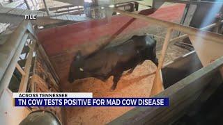 TN cow tests positive for mad cow disease