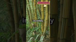 Bamboo: Nature's Speedster!  #mindblowing #facts #earthcuriosities