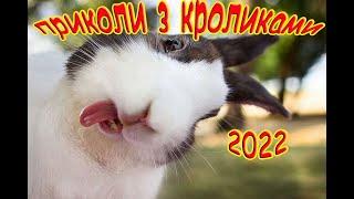 ПРИКОЛИ З КРОЛИКАМИ//СМІШНІ КРОЛИКИ//ПРИКОЛЫ С ЖИВОТНЫМИ 2022