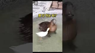 오리가 쪼아대자… 녀석의 반응은?