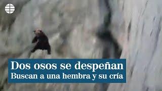 Dos osos pardos se despeñan durante un enfrentamiento y ahora buscan a la hembra y a su cría