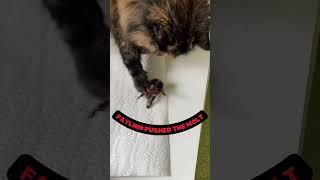 Tarantula Molt Mexican Red Knee #Shorts #Tarantula #cats