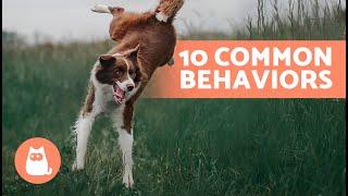 10 COMMON DOG BEHAVIORS Explained 