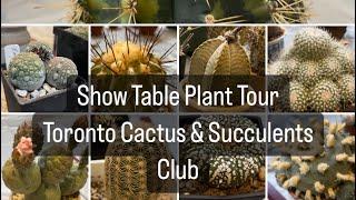 Plant Tour Toronto Cactus & Succulents Club Show Table (Specimen Cactus & Plants) *Relaxing Video *