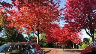 Cambridge St  maple Vancouver