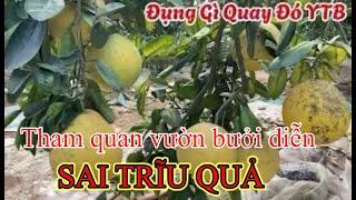 THAM QUAN VƯỜN BƯỞI DIỄN SAI TRĨU QUẢ