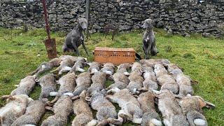 Rabbiting With Whippets