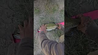 Fish Head Assassin #fishing #fishheadassassin #fishanatomy