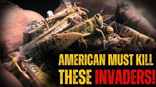 UNITED STATES Must Eliminate These 5 Invasive Species (Before They Eliminate You)