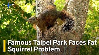 Famous Taipei Park Faces Fat Squirrel Problem | TaiwanPlus News