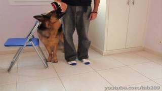 How To Clicker Train "Heel" Position (Dog Training)