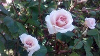 'Julia Renaissance' Rose, Garden roses, loribunda, Bonica 82, Hybrid tea rose, Modern shrub rose,