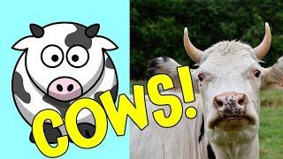 Cows! Ultimate Cow Facts and Interactive Cow Games for Preschoolers and Toddlers