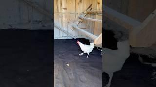 Cleaning out the Chicken Coop! #chickencoop #chickens #homesteading