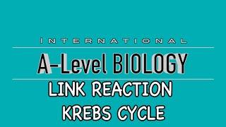 A Level Biology: Link Reaction and Krebs Cycle