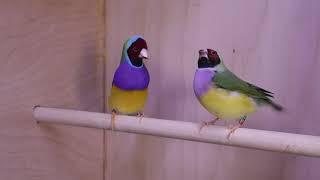 Red-headed Gouldian Finch courtship 2019