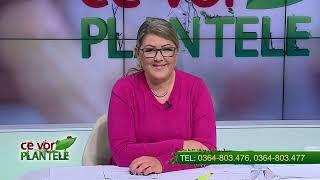 CE VOR PLANTELE CHRISTINA GHIBU   P1   04.11.2024