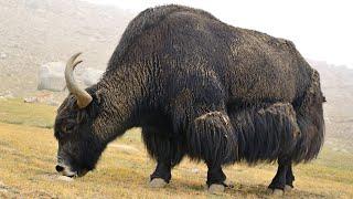 Short Stories 098: The Yak Who Reached the Stars