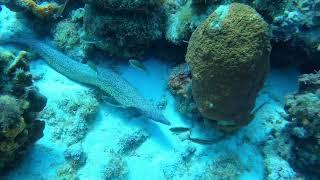 We dove Yellow Submarine in Bonaire with Dive Friends Bonaire.