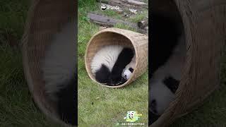 A Panda Baby Is The Best Endorsement For A Basket | iPanda #shorts