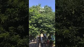 街边的芒果树 从四月到七月 从开花到结果