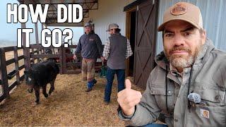 The Farrier’s Unexpected Reaction To Pocket, The New Mini Horse