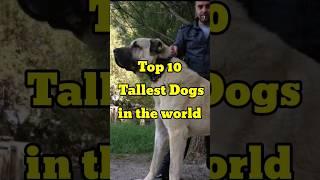 Top 10 Tallest Dog Breeds in the world