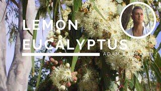 Lemon Eucalyptus - The Oil of Optimism