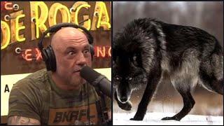 30 Minutes of the Craziest Animal Encounter Stories Told on the Joe Rogan Podcast