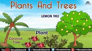 Plants and Trees