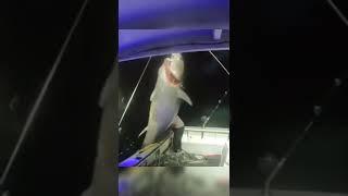 1000 lbs tuna caught by girl!