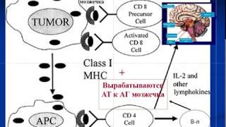 Противоопухолевый иммунитет