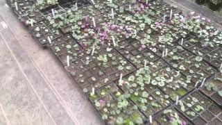 Cyclamen coum at stinky ditch nursery