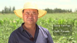 Flavours of Life – Chilli Farmer