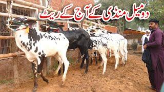 Today Domail Mandi Fatehjang Rate’s update08Nov2024-Part01Sunny Video Fateh Jang Cow Mandi 2024