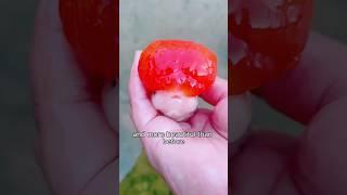 A goldfish that has lost half of its head. #healing #goldfish #pets #animals #fish #shortvideo