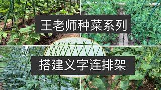 王老师种菜：搭建义字连排架，应用于番茄、黄瓜、长豆、芸豆等作物的攀爬栽培