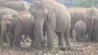 Pinnawala Elephant Orphanage, Sri Lanka.