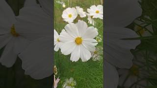 Most Beautiful Flower - Cosmos. #garden #flowers #diy
