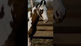 A very loyal horse: The Marwari Horse  #equestrain #edit #horse #marwari #marwarihorse #fyp #tiktok