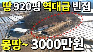나무만 팔아도 횡재다~ 땅920평+A급 빈집=몽땅~3,000만원에 가져가세요! 귀농,귀촌 헐값으로 시작! 급매보다 싸다