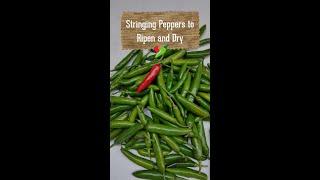 Stringing Peppers to Ripen & Dry