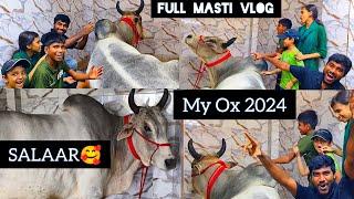 My Biggest Ox SALAAR of season 2024 | ox of Aryan Hussain Petsdeewangi #petsdeewangi #mycow #golbari