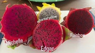 Dragon Fruit Testing- Michelle, Edgar, Isis and Rainbow